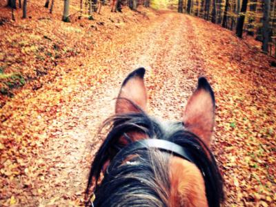 Horseback Riding Ranch Terra