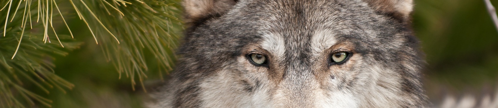 Caring for protected and endangered species!
